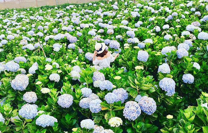 Vườn hoa cẩm tú cầu trong lịch trình của Soha Travel