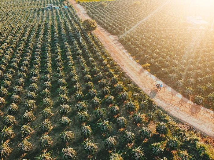 Vườn thanh long Phan Thiết