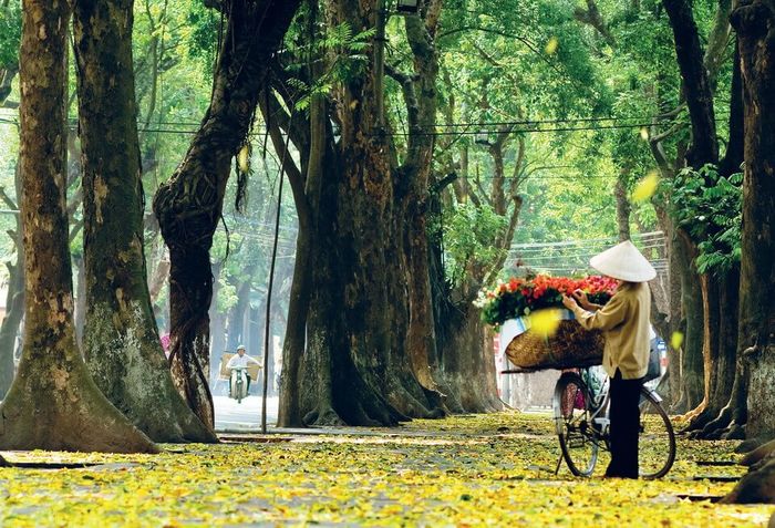Mùa thu Hà Nội mát mẻ, dịu dàng