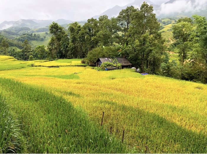 Tháng 9 ở Sapa là mùa lúa chín vàng