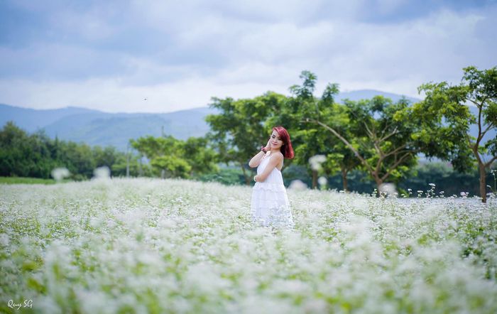 Hoa tam giác mạch đầy thơ mộng ở Đà Lạt