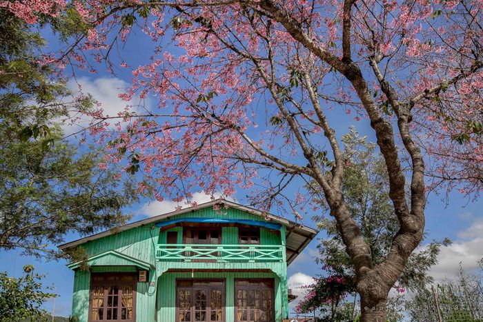 hoa-anh-dao-da-lat