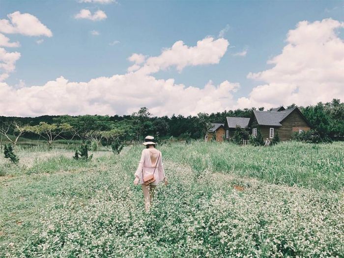 da-lat-milk-farm-mua-xuan