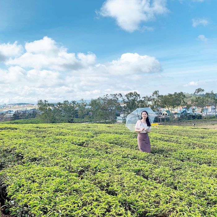 Đi Đà Lạt chỉ với 2 triệu tham quan đồi chè