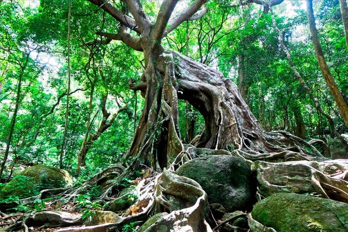 cay-da-co-thu-tai-nhat-thuy-lam-trang-tra