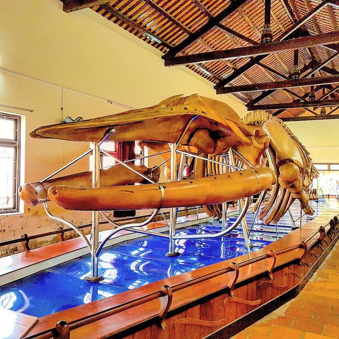 du-lich-phan-thiet-thang-12-bo-xuong-ca-voi-lon-nhat-viet-nam