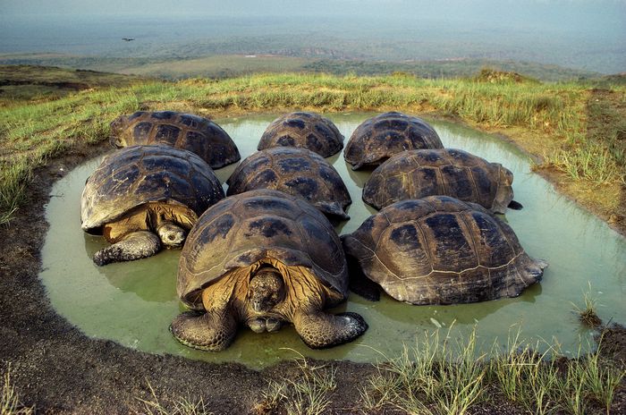 galapagos