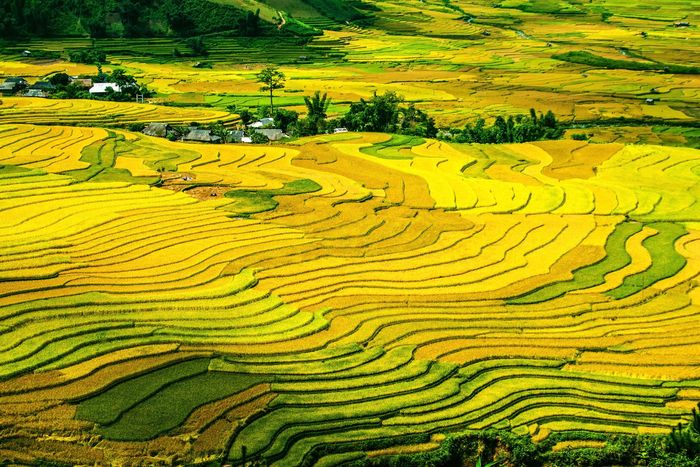 Ruộng bậc thang chín vàng
