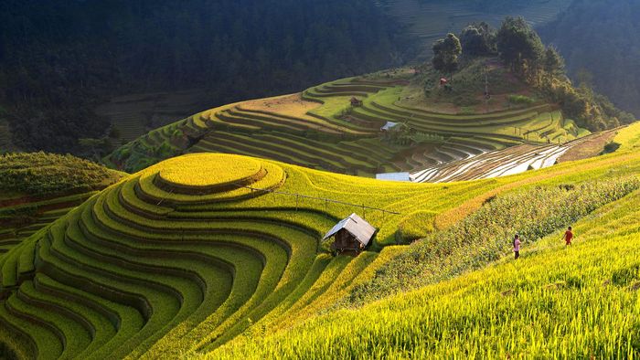 Những thửa ruộng như chiếc váy xòe nhiều tầng