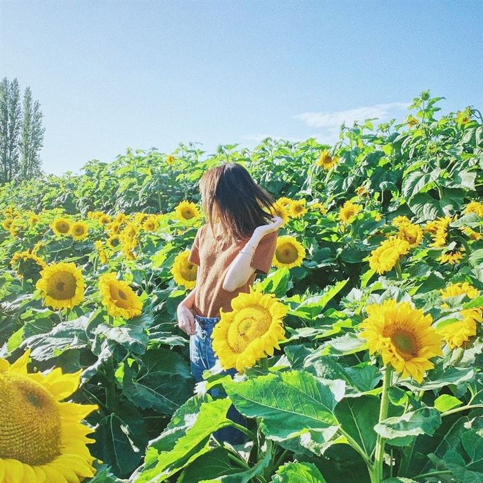 hoa-dong-garden11