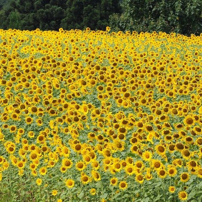 hoa-dong-garden8