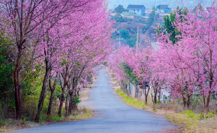 thoi-tiet-da-lat-thang-1-co-hoa-mai-anh-dao-mong-mo