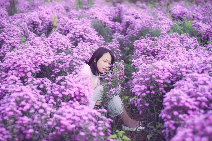 thoi-tiet-da-lat-thang-12-sac-tim-lang-man-cua-hoa-thach-thao