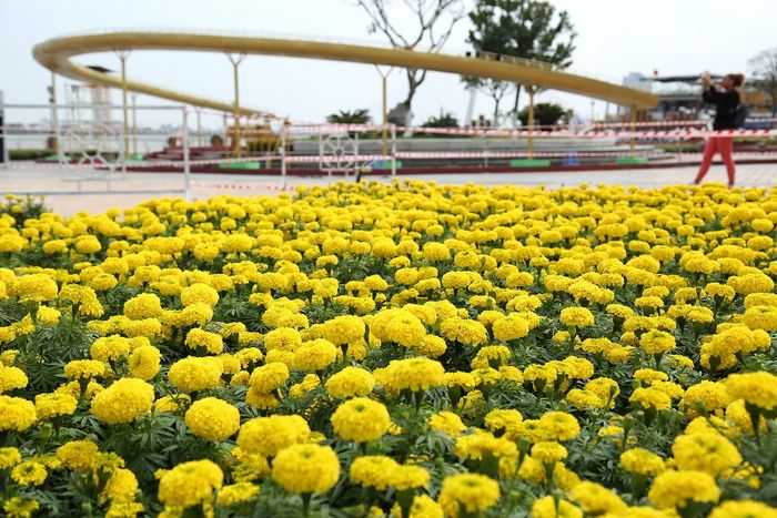 Không gian hoa rực rỡ ở thành phố