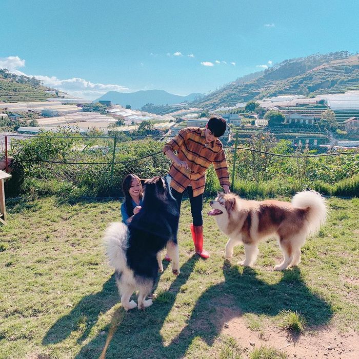 puppy-farm-da-lat