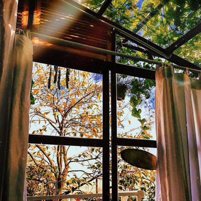 in-the-pines-da-lat-homestay