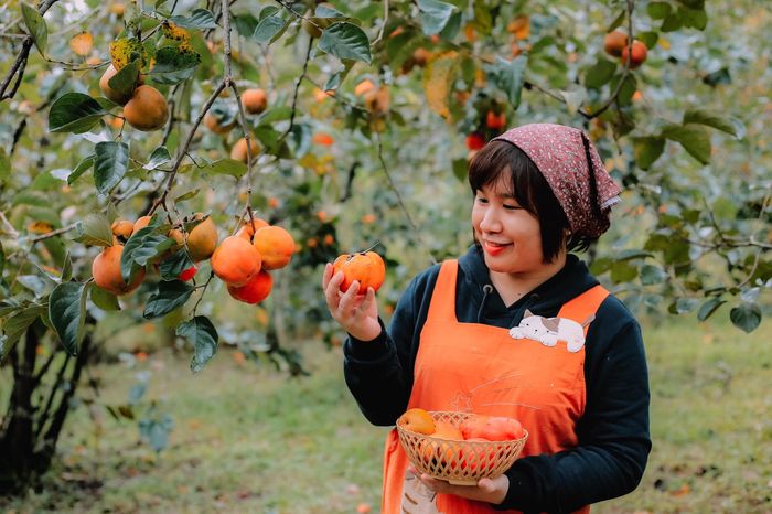 mùa hồng đà lạt