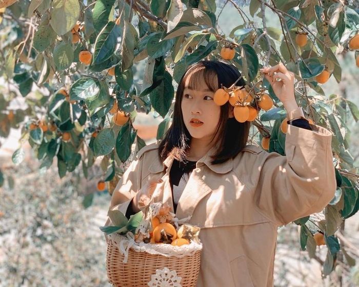 mùa hồng đà lạt