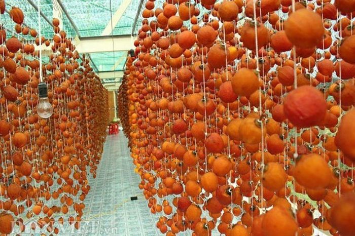 mùa hồng đà lạt