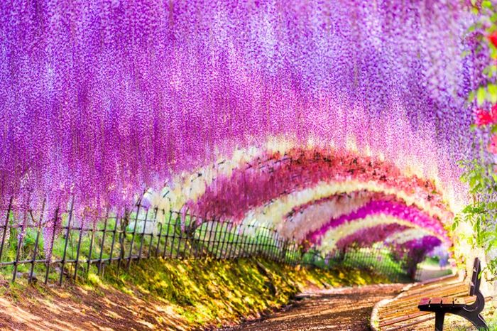 Vườn hoa Kawachi Fuji tuyệt đẹp ở Nhật Bản
